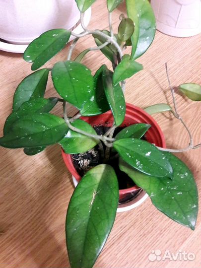 Комнатные цветы