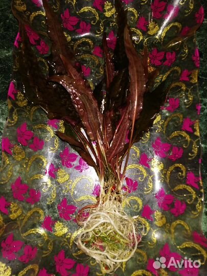 Аквариумное растение