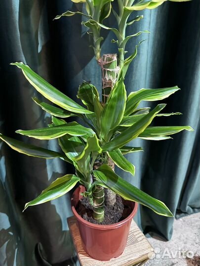 Драцена душистая