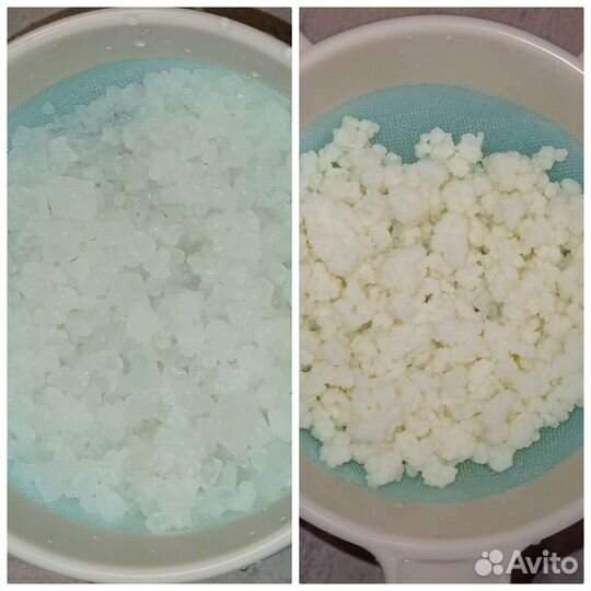 Тибетский молочный гриб, Индийский морской рис