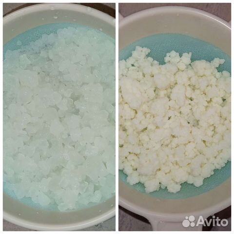 Тибетский молочный гриб, Индийский морской рис