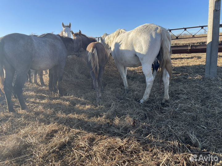 Лошадь лошади табун