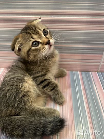 Вислоухая кошка