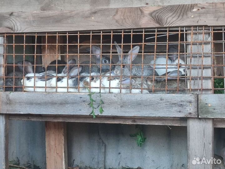 Кролики мясных пород