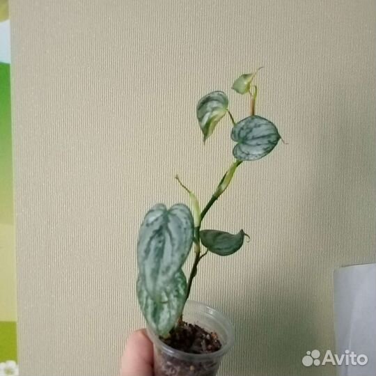 Филодендрон брандтианум