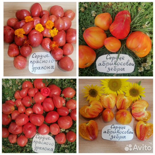 Семена серцевидных сортовых томатов