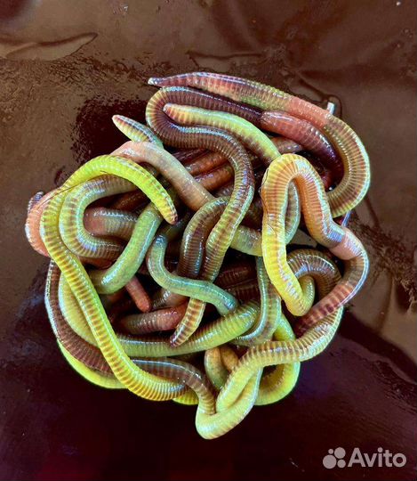 Черви для рыбалки