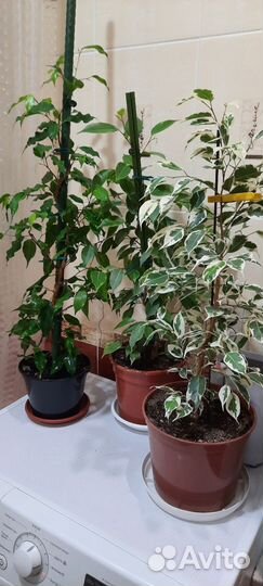 Фикусы большие