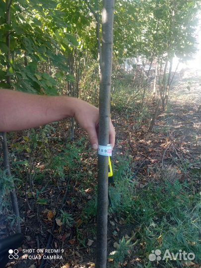 Липа, клён, берёза (саженцы)