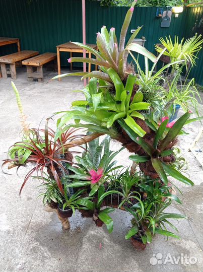 Композиция из Бромелий и Тилландсий