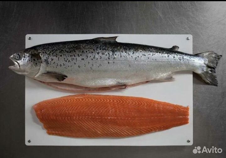 Семга, форель