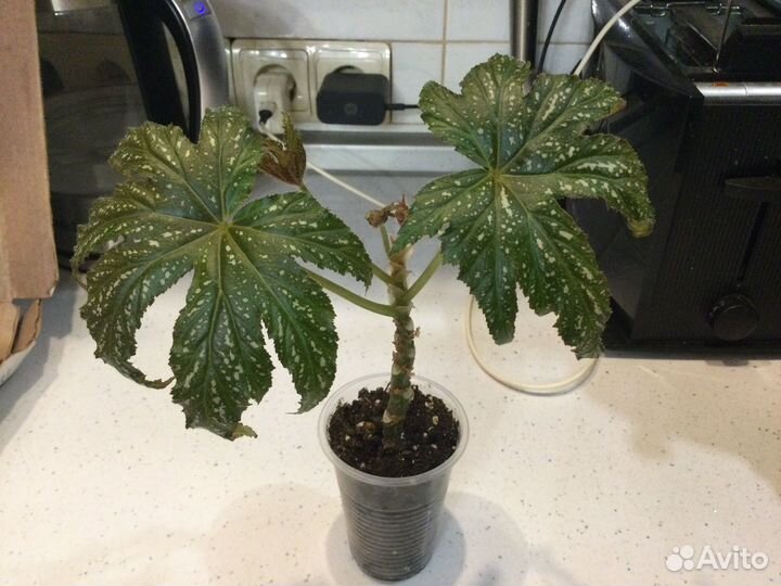 Комнатные растения