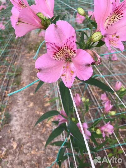 Продаю корни альстромерии