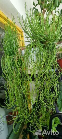 Эуфорбия голова медузы Горгоны