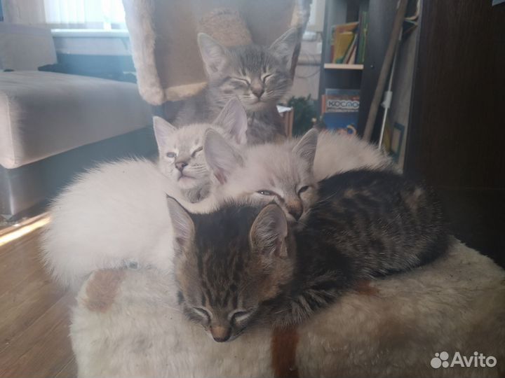 Котята в добрые руки