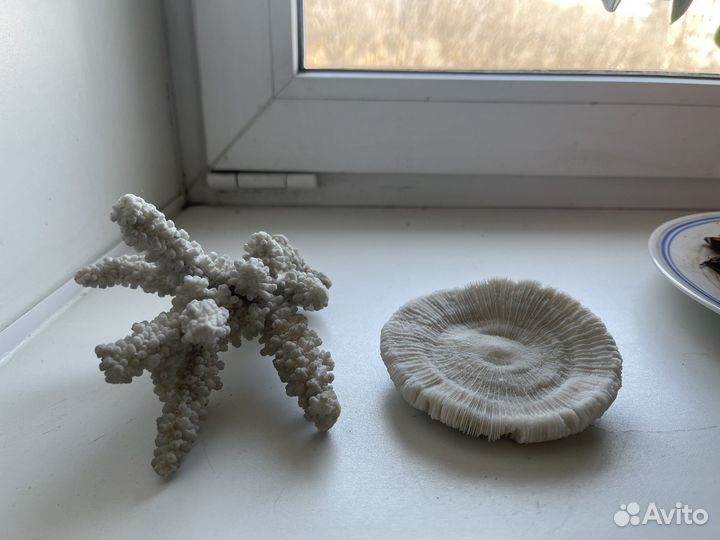 Морские ракушки раковины