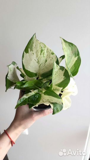 Эпипремнум Хэппи Лиф