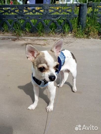 Ищем друга для вязки мини чихуахуа