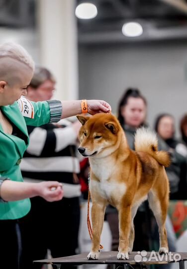 Щенки сиба ину