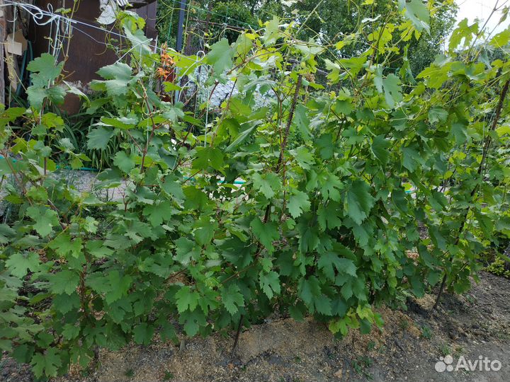 Черенки и саженцы винограда продам