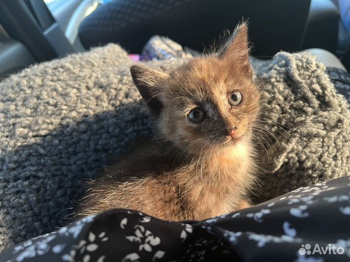 Отдам в добрые руки котенка