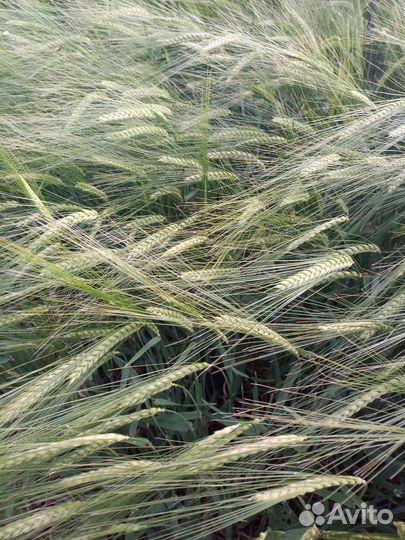 Ячмень сорт Винтмальт немецкая селекция