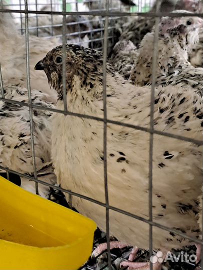 Радонежские и Феникс Серебристый