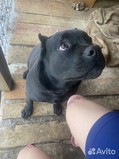 Щенки кане корсо