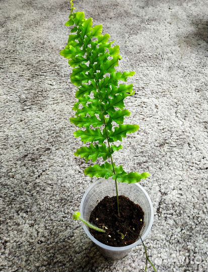 Папоротники комнатные и др