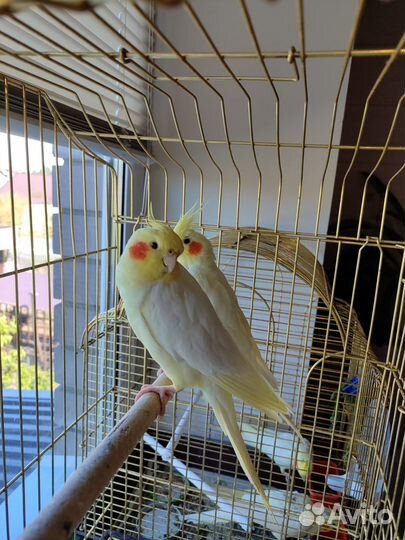 Попугай корелла