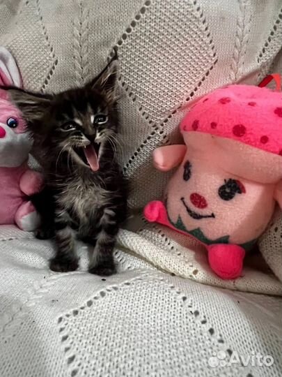 Котята маякун
