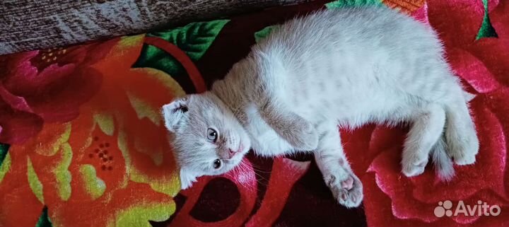 Кошка в дар бесплатно
