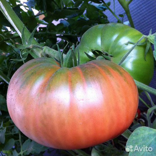 Семена редких крупноплодных томатов