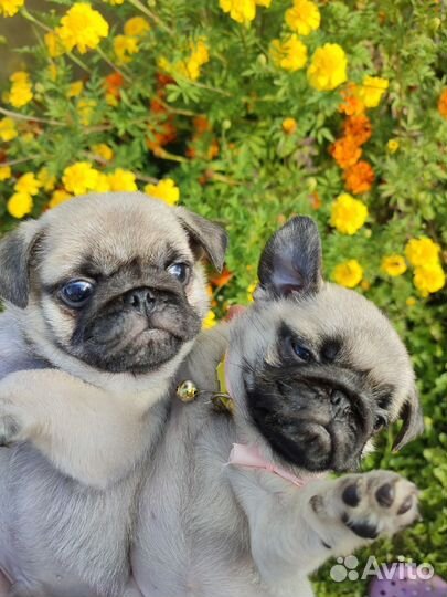 Щенки мопса