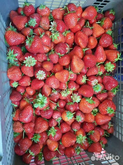 Клубника свежая