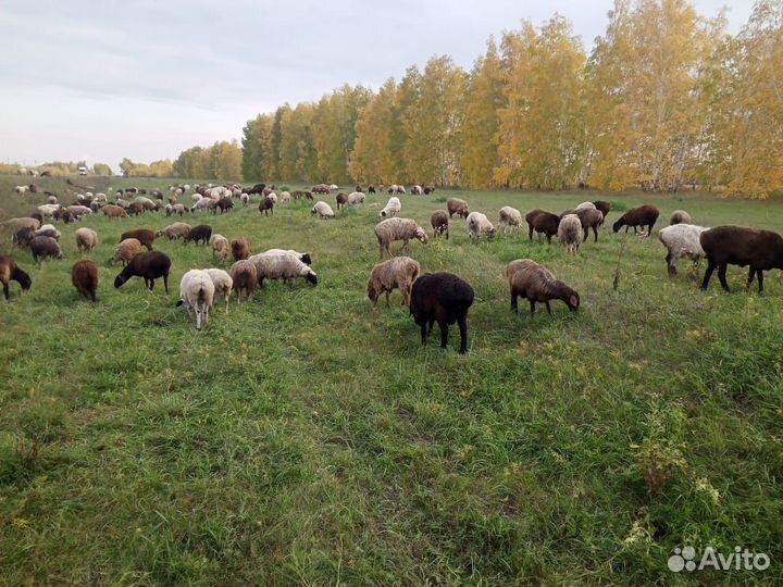 Продам овец