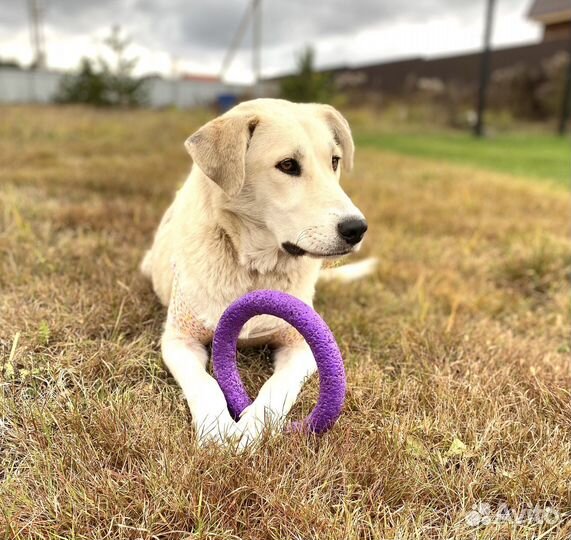 Собака в добрые руки