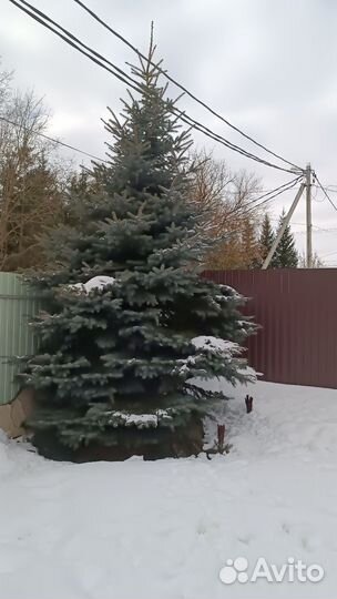 Ель голубая