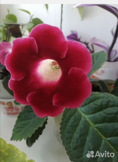 Глоксиния и фиалка