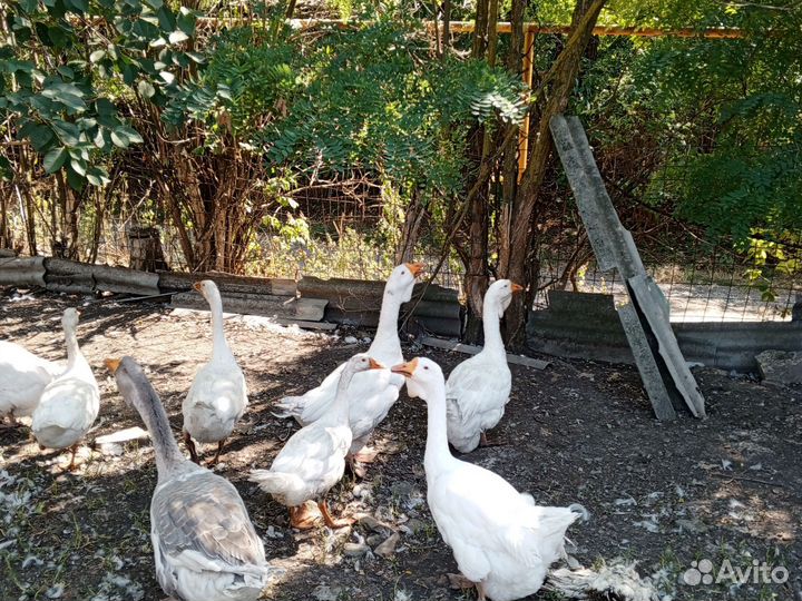 Холмогорские гуси