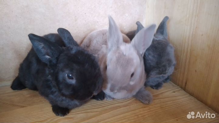 Карликовые плюшевые рексы