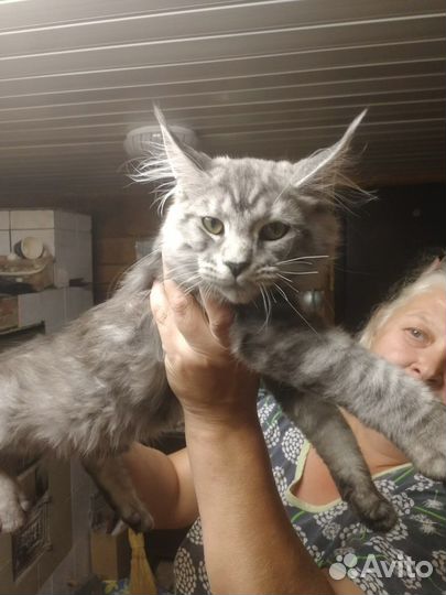 Котята майкун