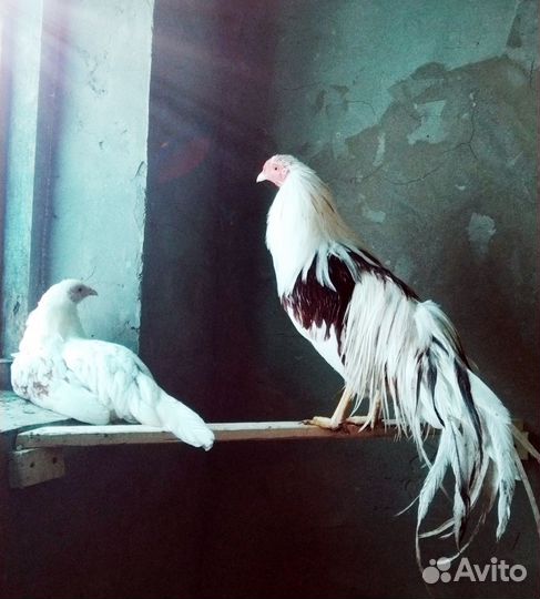 Петухи Йокогама