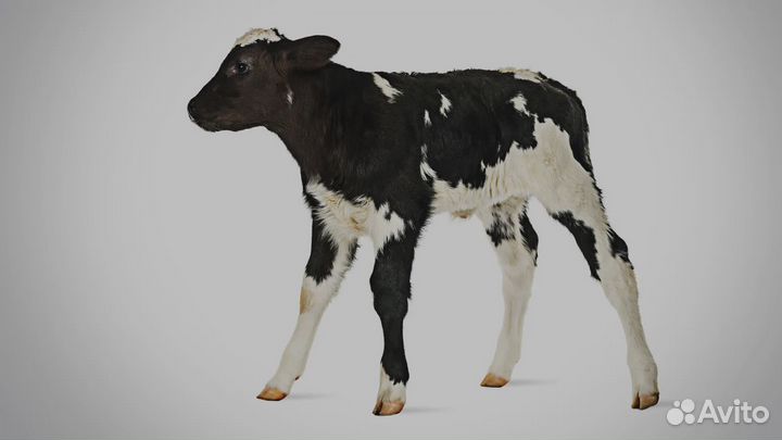 Симментальская порода телки