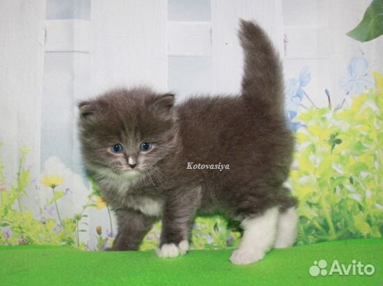 Сибирский котик