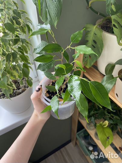 Фикус бенджамина
