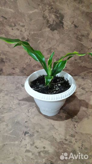 Фикус бенжамина Даниель