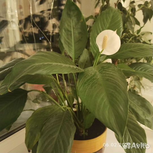 Цветы разные