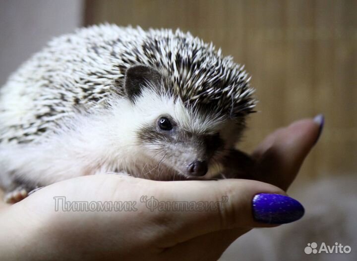 Карликовые африканские ежата из Фантазии