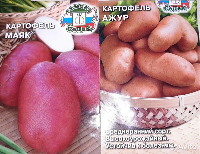 Рассада картофель